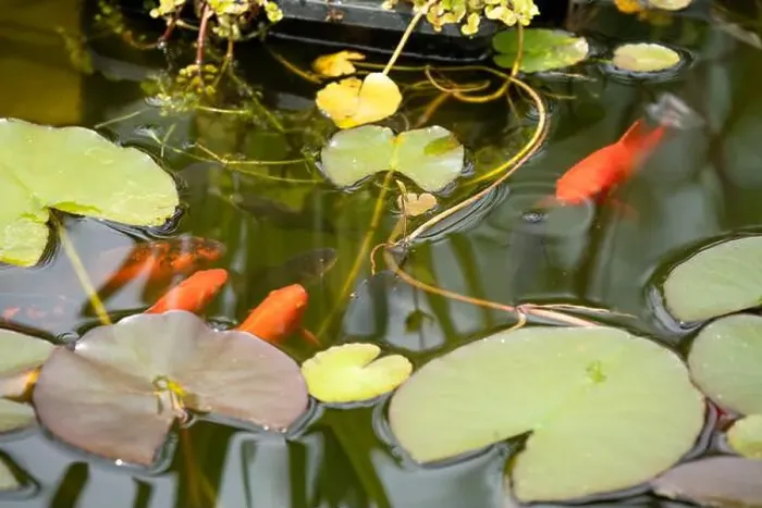 Framed Print : close-up of goldfish (Carassius auratus) surface swimming amongst lily pads Framed Print : close-up of goldfish (Carassius auratus) surface swimming amongst lily pads