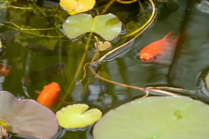 Framed Print : close-up of goldfish (Carassius auratus) surface swimming amongst lily pads Framed Print : close-up of goldfish (Carassius auratus) surface swimming amongst lily pads