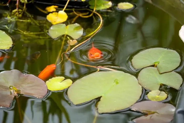 Framed Print : close-up of goldfish (Carassius auratus) surface swimming amongst lily pads Framed Print : close-up of goldfish (Carassius auratus) surface swimming amongst lily pads