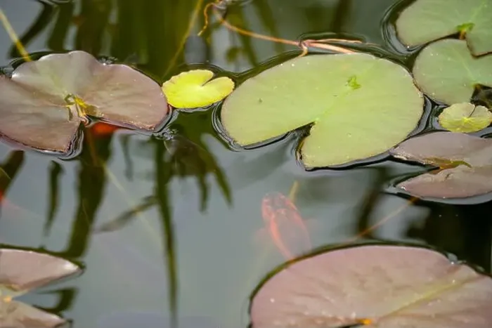 Framed Print : close-up of goldfish (Carassius auratus) surface swimming amongst lily pads Framed Print : close-up of goldfish (Carassius auratus) surface swimming amongst lily pads