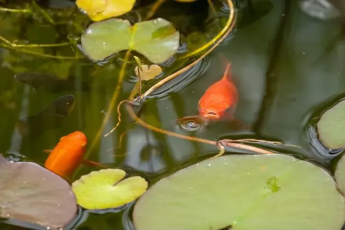 Framed Print : close-up of goldfish (Carassius auratus) surface swimming amongst lily pads Framed Print : close-up of goldfish (Carassius auratus) surface swimming amongst lily pads