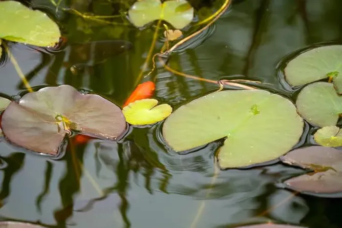 Framed Print : close-up of goldfish (Carassius auratus) surface swimming amongst lily pads