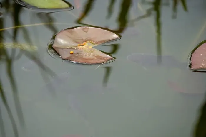 Framed Print : close-up of goldfish (Carassius auratus) surface swimming amongst lily pads Framed Print : close-up of goldfish (Carassius auratus) surface swimming amongst lily pads
