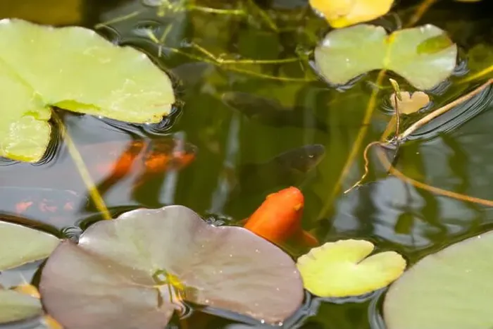 Framed Print : close-up of goldfish (Carassius auratus) surface swimming amongst lily pads Framed Print : close-up of goldfish (Carassius auratus) surface swimming amongst lily pads