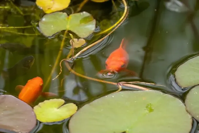 Framed Print : close-up of goldfish (Carassius auratus) surface swimming amongst lily pads Framed Print : close-up of goldfish (Carassius auratus) surface swimming amongst lily pads