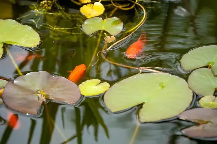 Framed Print : close-up of goldfish (Carassius auratus) surface swimming amongst lily pads Framed Print : close-up of goldfish (Carassius auratus) surface swimming amongst lily pads