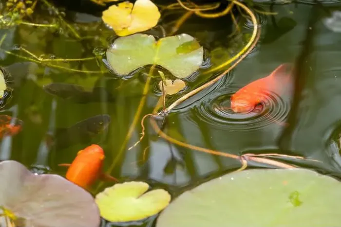 Framed Print : close-up of goldfish (Carassius auratus) surface swimming amongst lily pads Framed Print : close-up of goldfish (Carassius auratus) surface swimming amongst lily pads
