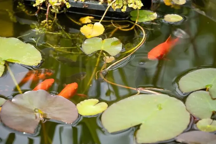 Framed Print : close-up of goldfish (Carassius auratus) surface swimming amongst lily pads Framed Print : close-up of goldfish (Carassius auratus) surface swimming amongst lily pads