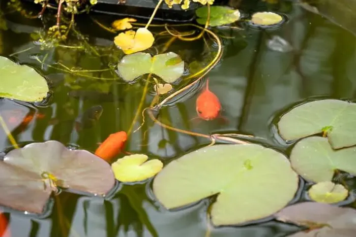Framed Print : close-up of goldfish (Carassius auratus) surface swimming amongst lily pads Framed Print : close-up of goldfish (Carassius auratus) surface swimming amongst lily pads