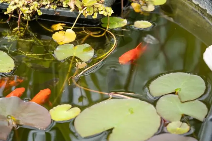 Framed Print : close-up of goldfish (Carassius auratus) surface swimming amongst lily pads Framed Print : close-up of goldfish (Carassius auratus) surface swimming amongst lily pads
