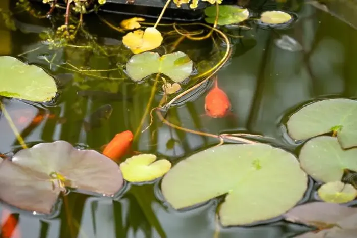 Framed Print : close-up of goldfish (Carassius auratus) surface swimming amongst lily pads Framed Print : close-up of goldfish (Carassius auratus) surface swimming amongst lily pads