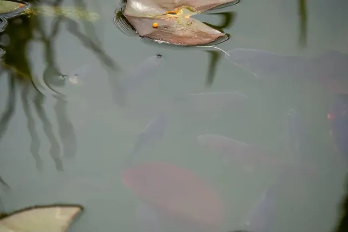 Framed Print : close-up of goldfish (Carassius auratus) surface swimming amongst lily pads Framed Print : close-up of goldfish (Carassius auratus) surface swimming amongst lily pads