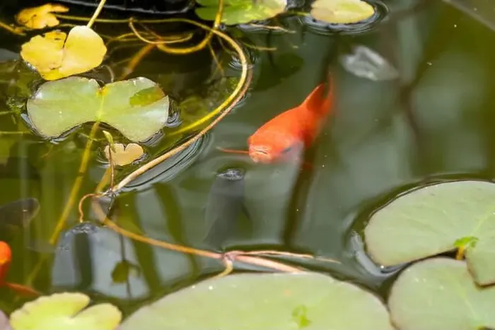 Framed Print : close-up of goldfish (Carassius auratus) surface swimming amongst lily pads Framed Print : close-up of goldfish (Carassius auratus) surface swimming amongst lily pads