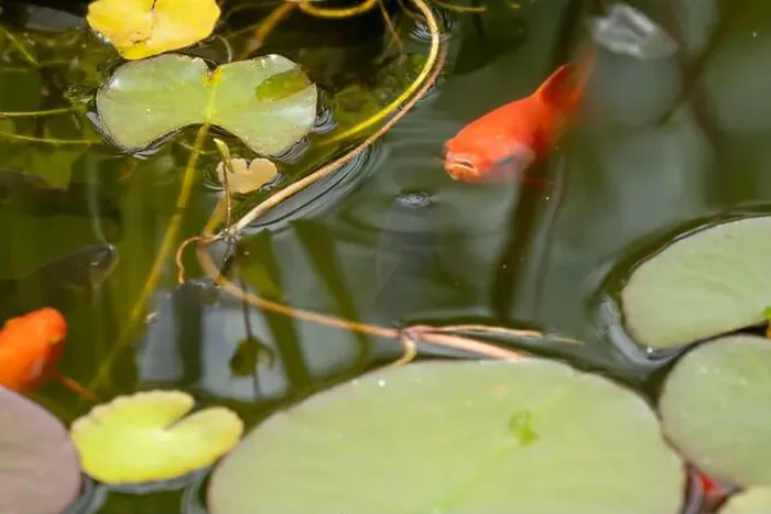 Framed Print : close-up of goldfish (Carassius auratus) surface swimming amongst lily pads Framed Print : close-up of goldfish (Carassius auratus) surface swimming amongst lily pads