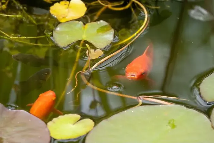 Framed Print : close-up of goldfish (Carassius auratus) surface swimming amongst lily pads Framed Print : close-up of goldfish (Carassius auratus) surface swimming amongst lily pads