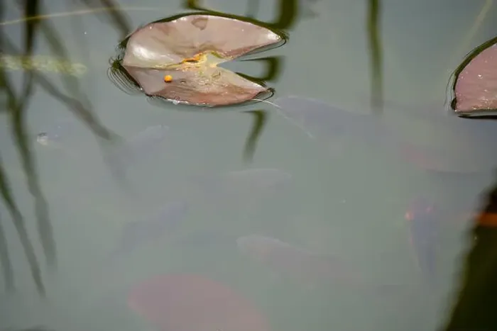 Framed Print : close-up of goldfish (Carassius auratus) surface swimming amongst lily pads Framed Print : close-up of goldfish (Carassius auratus) surface swimming amongst lily pads