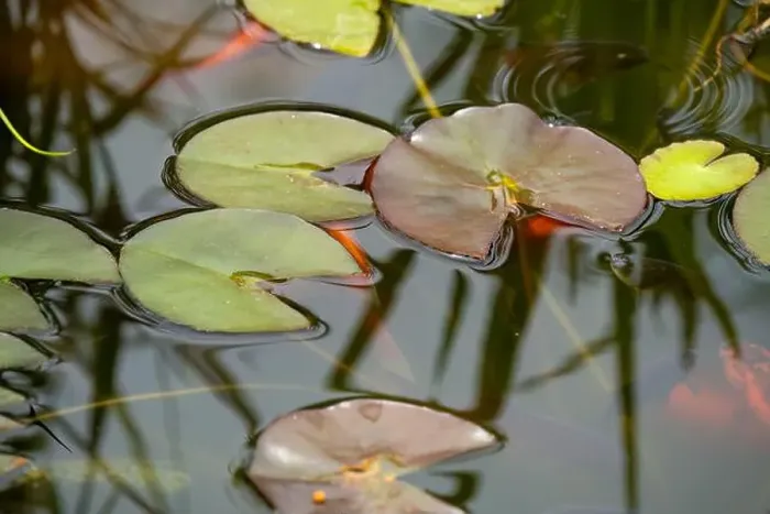 Framed Print : close-up of goldfish (Carassius auratus) surface swimming amongst lily pads Framed Print : close-up of goldfish (Carassius auratus) surface swimming amongst lily pads