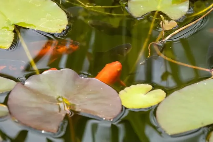 Framed Print : close-up of goldfish (Carassius auratus) surface swimming amongst lily pads Framed Print : close-up of goldfish (Carassius auratus) surface swimming amongst lily pads