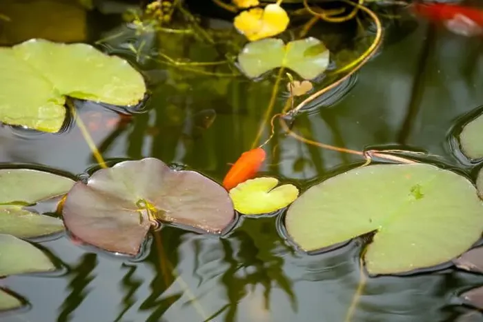 Framed Print : close-up of goldfish (Carassius auratus) surface swimming amongst lily pads Framed Print : close-up of goldfish (Carassius auratus) surface swimming amongst lily pads