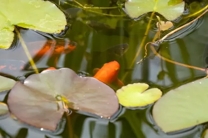 Framed Print : close-up of goldfish (Carassius auratus) surface swimming amongst lily pads Framed Print : close-up of goldfish (Carassius auratus) surface swimming amongst lily pads