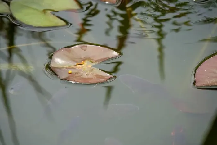 Framed Print : close-up of goldfish (Carassius auratus) surface swimming amongst lily pads Framed Print : close-up of goldfish (Carassius auratus) surface swimming amongst lily pads