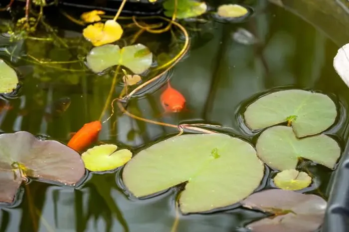 Framed Print : close-up of goldfish (Carassius auratus) surface swimming amongst lily pads Framed Print : close-up of goldfish (Carassius auratus) surface swimming amongst lily pads