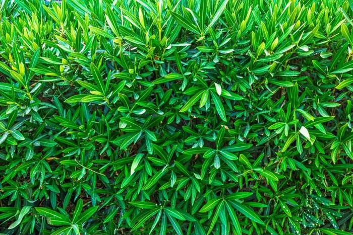Framed Print : Close-up of green oleander leaves densely growing together, creating lush and vibrant natural background Framed Print : Close-up of green oleander leaves densely growing together, creating lush and vibrant natural background