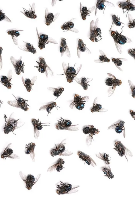 Framed Print : Close-up of a group of dead flies in front of white background Framed Print : Close-up of a group of dead flies in front of white background