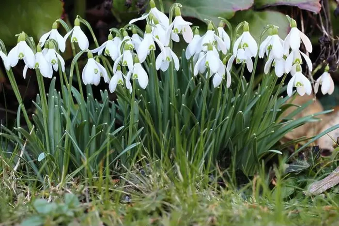Framed Print : close-up of a group of pretty galanthus nivalis flowers in a garden Framed Print : close-up of a group of pretty galanthus nivalis flowers in a garden