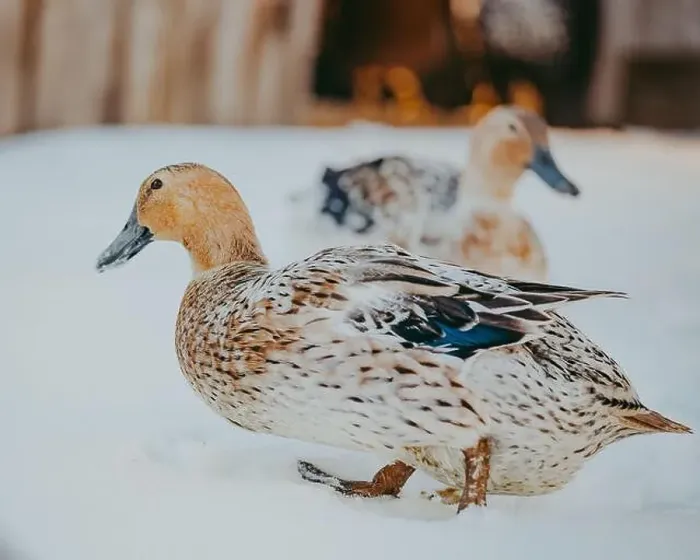 Framed Print : Close-up of two harlequin ducks (Histrionicus histrionicus) in the snow, Canada Framed Print : Close-up of two harlequin ducks (Histrionicus histrionicus) in the snow, Canada