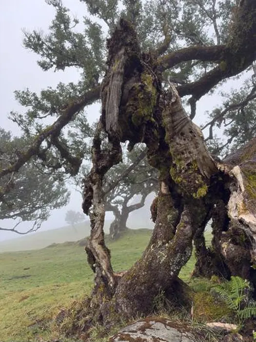 Framed Print : Close-up of hollow, moss-covered tree in the misty Fanal forest Framed Print : Close-up of hollow, moss-covered tree in the misty Fanal forest