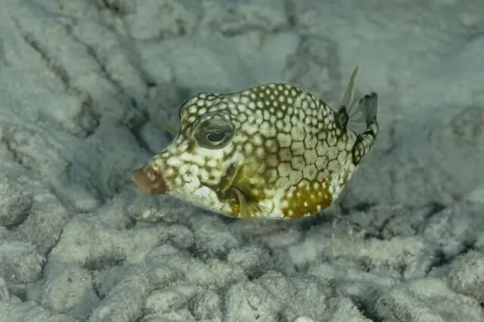 Framed Print : A close-up image featuring a honeycomb cowfish or Acanthostracion polygonius gliding over the sandy sea bottom off Framed Print : A close-up image featuring a honeycomb cowfish or Acanthostracion polygonius gliding over the sandy sea bottom off