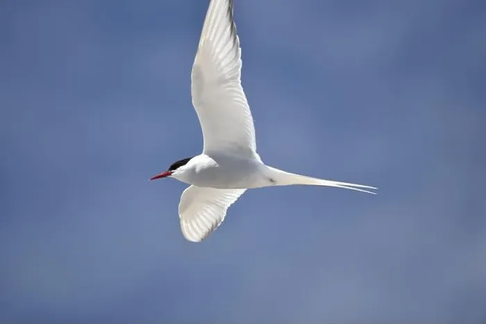 Framed Print : Close-Up Image of a Flying Arctic Tern (Sterna paradisaea)