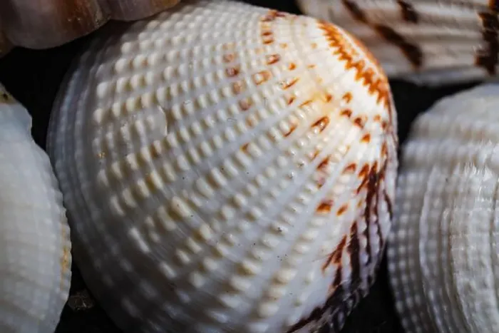 Framed Print : Close-up of intricate shell textures showcasing natural patterns and colors found on the beach