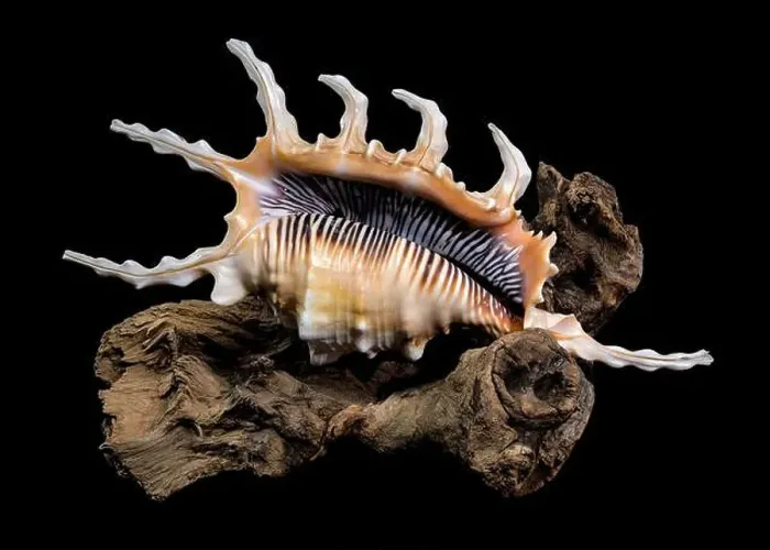Framed Print : Close-up of a Lambis scorpio or scorpion conch shell with intricate spines Framed Print : Close-up of a Lambis scorpio or scorpion conch shell with intricate spines