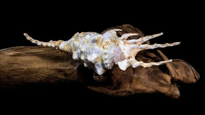 Framed Print : Close-up of a Lambis scorpio or scorpion conch shell with intricate spines Framed Print : Close-up of a Lambis scorpio or scorpion conch shell with intricate spines