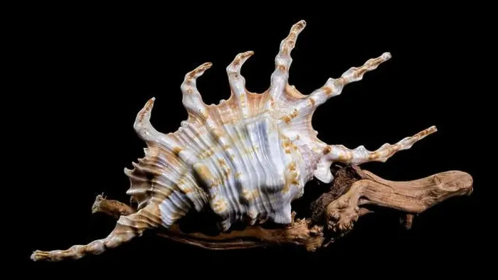 Framed Print : Close-up of a Lambis scorpio or scorpion conch shell with intricate spines Framed Print : Close-up of a Lambis scorpio or scorpion conch shell with intricate spines