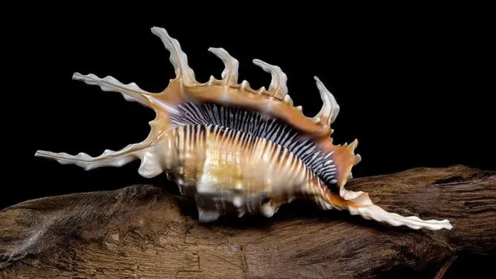 Framed Print : Close-up of a Lambis scorpio or scorpion conch shell with intricate spines Framed Print : Close-up of a Lambis scorpio or scorpion conch shell with intricate spines