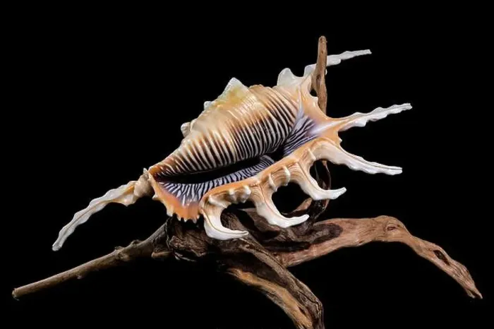 Framed Print : Close-up of a Lambis scorpio or scorpion conch shell with intricate spines Framed Print : Close-up of a Lambis scorpio or scorpion conch shell with intricate spines