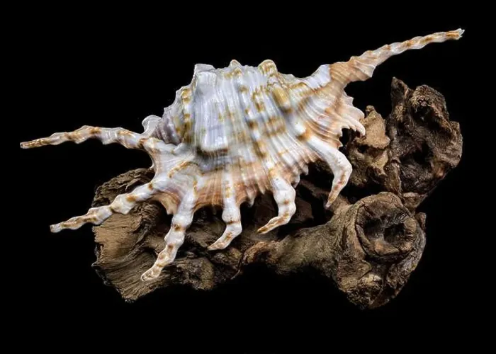 Framed Print : Close-up of a Lambis scorpio or scorpion conch shell with intricate spines Framed Print : Close-up of a Lambis scorpio or scorpion conch shell with intricate spines