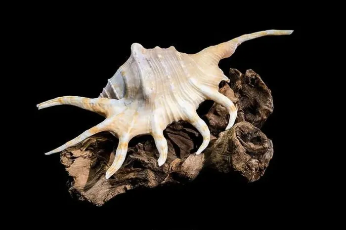 Framed Print : Close-up of a Lambis spider conch shell with vibrant orange interior Framed Print : Close-up of a Lambis spider conch shell with vibrant orange interior