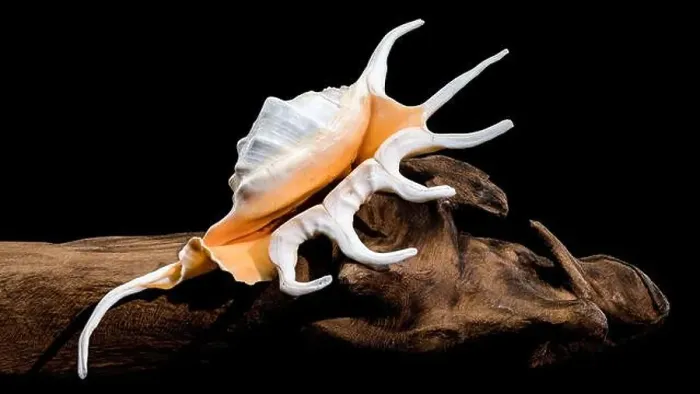 Framed Print : Close-up of a Lambis spider conch shell with vibrant orange interior Framed Print : Close-up of a Lambis spider conch shell with vibrant orange interior