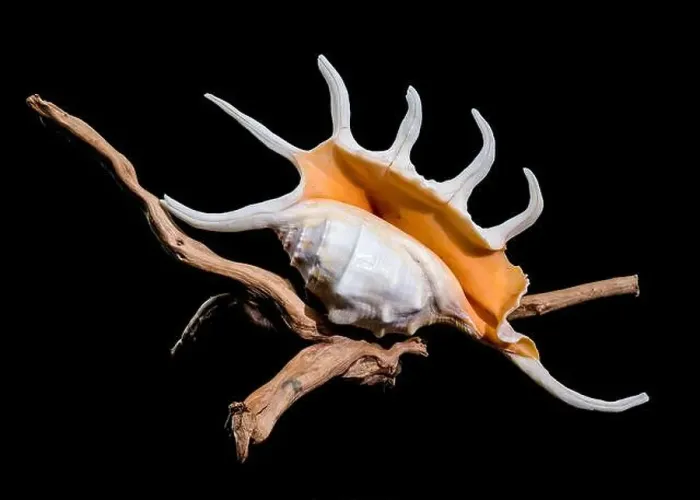 Framed Print : Close-up of a Lambis spider conch shell with vibrant orange interior
