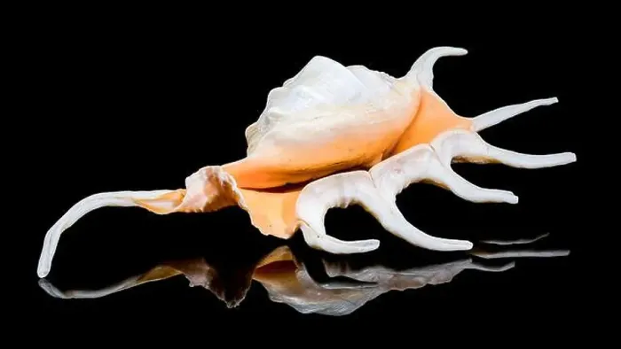 Framed Print : Close-up of a Lambis spider conch shell with vibrant orange interior Framed Print : Close-up of a Lambis spider conch shell with vibrant orange interior