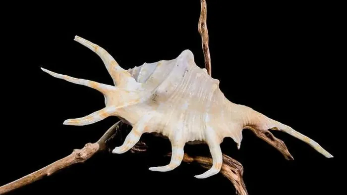 Framed Print : Close-up of a Lambis spider conch shell with vibrant orange interior