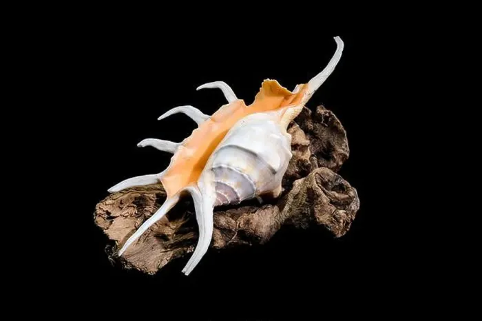 Framed Print : Close-up of a Lambis spider conch shell with vibrant orange interior Framed Print : Close-up of a Lambis spider conch shell with vibrant orange interior