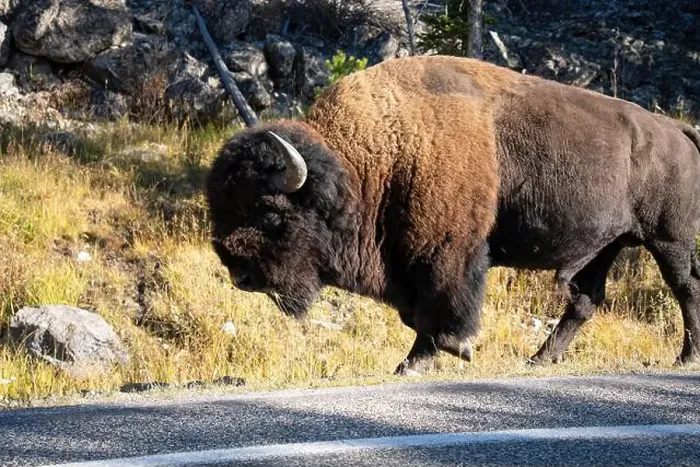 Framed Print : close-up of a large wild America Bison Framed Print : close-up of a large wild America Bison