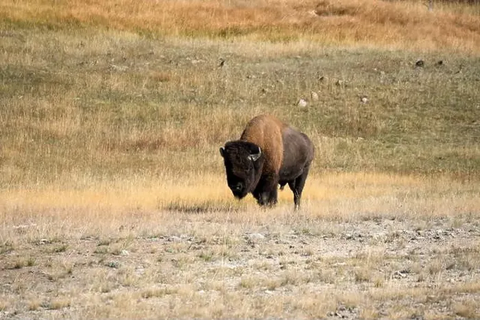 Framed Print : close-up of a large wild America Bison Framed Print : close-up of a large wild America Bison