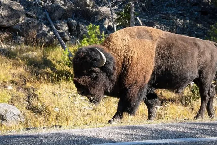Framed Print : close-up of a large wild America Bison Framed Print : close-up of a large wild America Bison