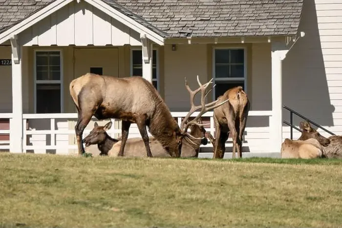 Framed Print : close-up of magnificent male Elk (Cervus canadensis) with a herd of females in front of beige office building